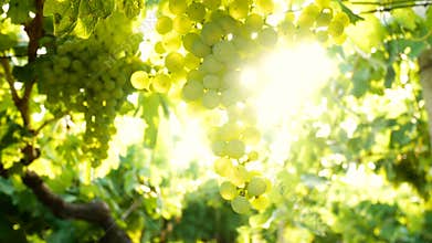 Vineyard grapes sunset Italy white wine sunrise