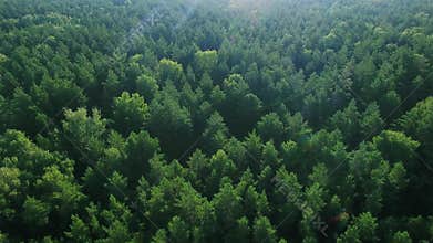 Aerial ecological green rainforests forest morning beautiful shot. Ideal background for forest conservation, save
