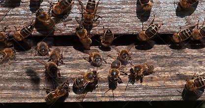 European Honey  Bee, apis mellifera, Black Bees at the Entrance of the Hive, Insect in Flight, Bee Hive in Normandy, Real Time 4K