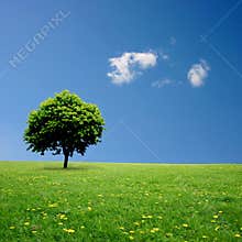 Lone Tree