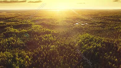 Aerial ecological forest sunset beautiful shot. Ideal background for forest conservation, save biology and nature