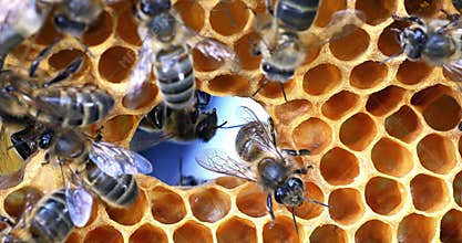 European Honey Bee, apis mellifera, Bees on a frame with a hole in alveolus, Normandy, Real Time