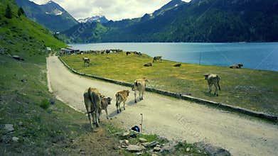 Cows grazing the fresh grass on Swiss Alps