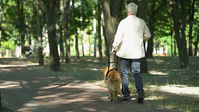Visually impaired man walking with guide dog in park, feels safe holding harness