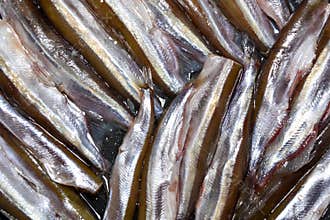 Peeled capelin fish. abstract food background. Fresh fish in a pan ready to cook
