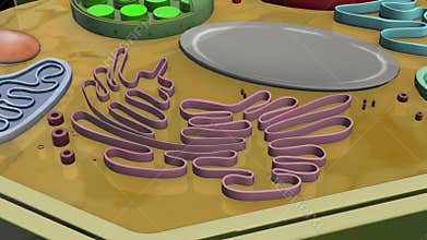Plant cell Golgi apparatus
