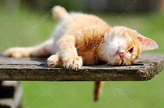 Little red kitten enjoying life