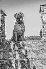 Waiting dog, sitting on top of the stair