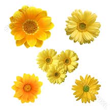 Yellow flowers