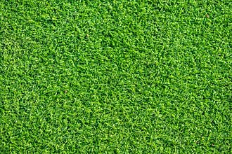 Green grass texture