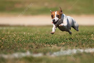 Jack Russell Terrier Dog Runs on the Grass