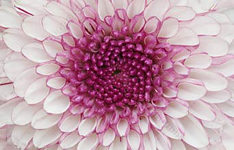 Big lilac flower close up - background