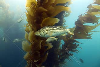 Underwater kelp forest,catalina island,california