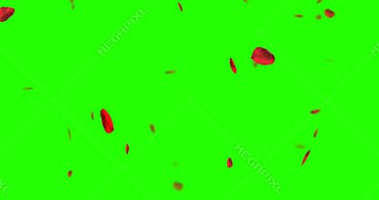 Red rose petals flying on chroma key, green screen background, love and valentine day