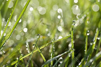 Green grass with water drops