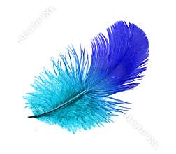Feather of the blue bird
