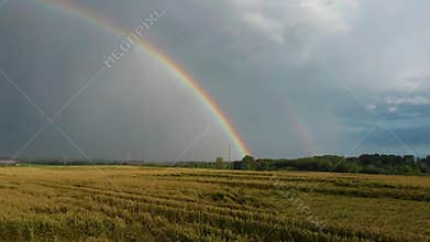 Rainbow Above Wheat Field.  Ripe Crop Field After Rain and Colorfull Rainbow in Background Rural Countryside. Aereal Dron Shoot.