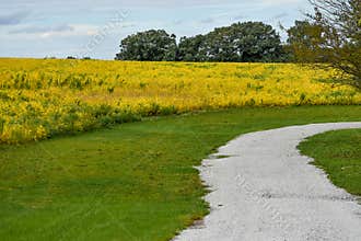 Golden Soybean Field with Gravel Path