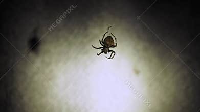 A large spider sits on a web at night. A spider hunts insects to drink their blood