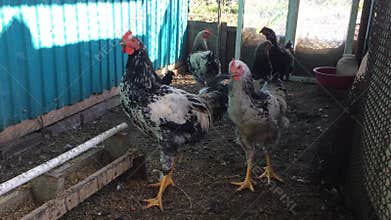 A group of hens eating grain and corn in a chicken house. Farm animals.