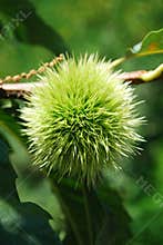 Chesnut