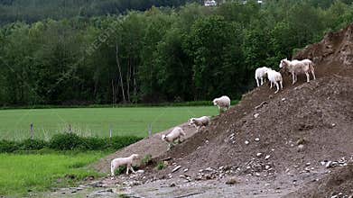 Adorable cute lamb leaves the green grass to join other lambs and sheep who are exploring a pile of dirt.