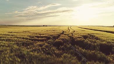 Busy Old Farmer. Agriculture, Farming Concept.