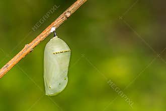Monarch Butterfly Chrysalis
