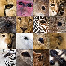 Eyes of Animals