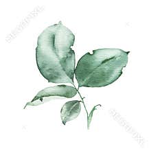 Watercolor greenery floral rose leaf plant forest