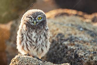 Young Little owl, Athene noctua, stand on the stones with one eye open