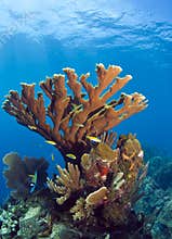 Underwater coral reef elkhorn coral