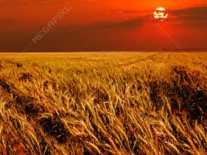 Wheat field