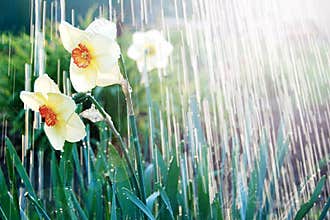 Watering beutiful flowers dafodills, sunburst and pouring water. April showers