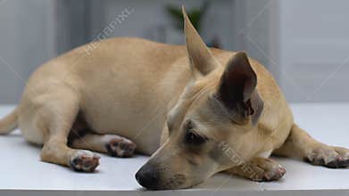 Sad small dog lying on table, lonely pet waiting for new owner at pet shelter