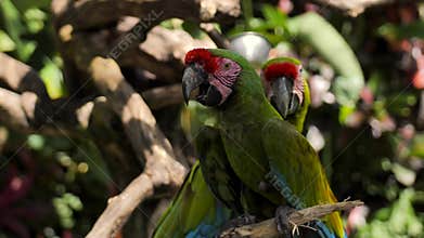 Couple of green red macaw parrots on a branch in a reserve on the island of Bali