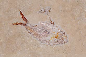 Fish & Shrimp Fossil