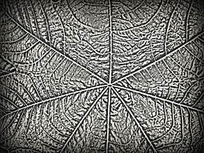 Distress tree leaves, leaflet texture. Black and white grunge background