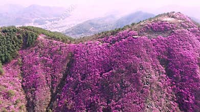 Cheonjusan Mountain Jindallae Azalea Flower Blooming, Changwon, Gyeongnam, South Korea, Asia