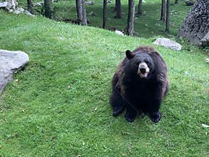 Black Bear At The Wildlife Habitat In Grandfather Mountain State Park