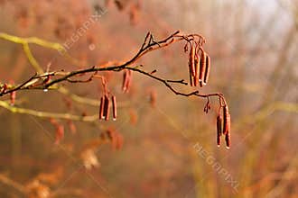 Beautiful shot of tree with berries. Colorful nature background with sun. Alnus incana - Moench