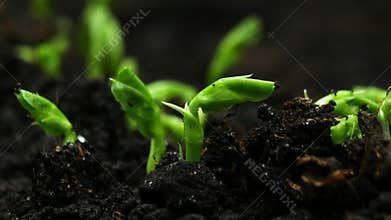 Growing plants in spring time lapse, sprouts germination newborn pea plant in greenhouse agriculture