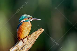 Kingfisher. Alcedo Atthis.