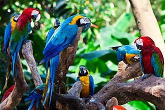 Group parrots