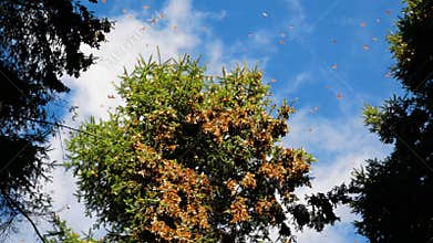 Cluster of monarchs on tree limb of fir forest in Mexico