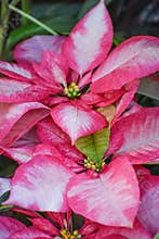 Pink and White Poinsettia Flowers with Yellow Centers