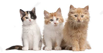 European Shorthair kittens, 10 weeks old