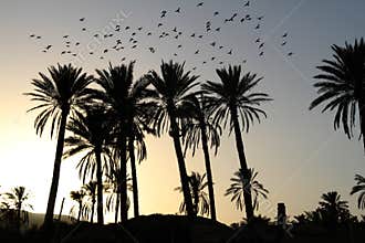 Palm Trees at Sunset