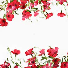 Background with floral borders and copy space