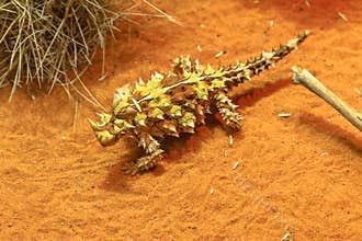 Thorny devil on red sand